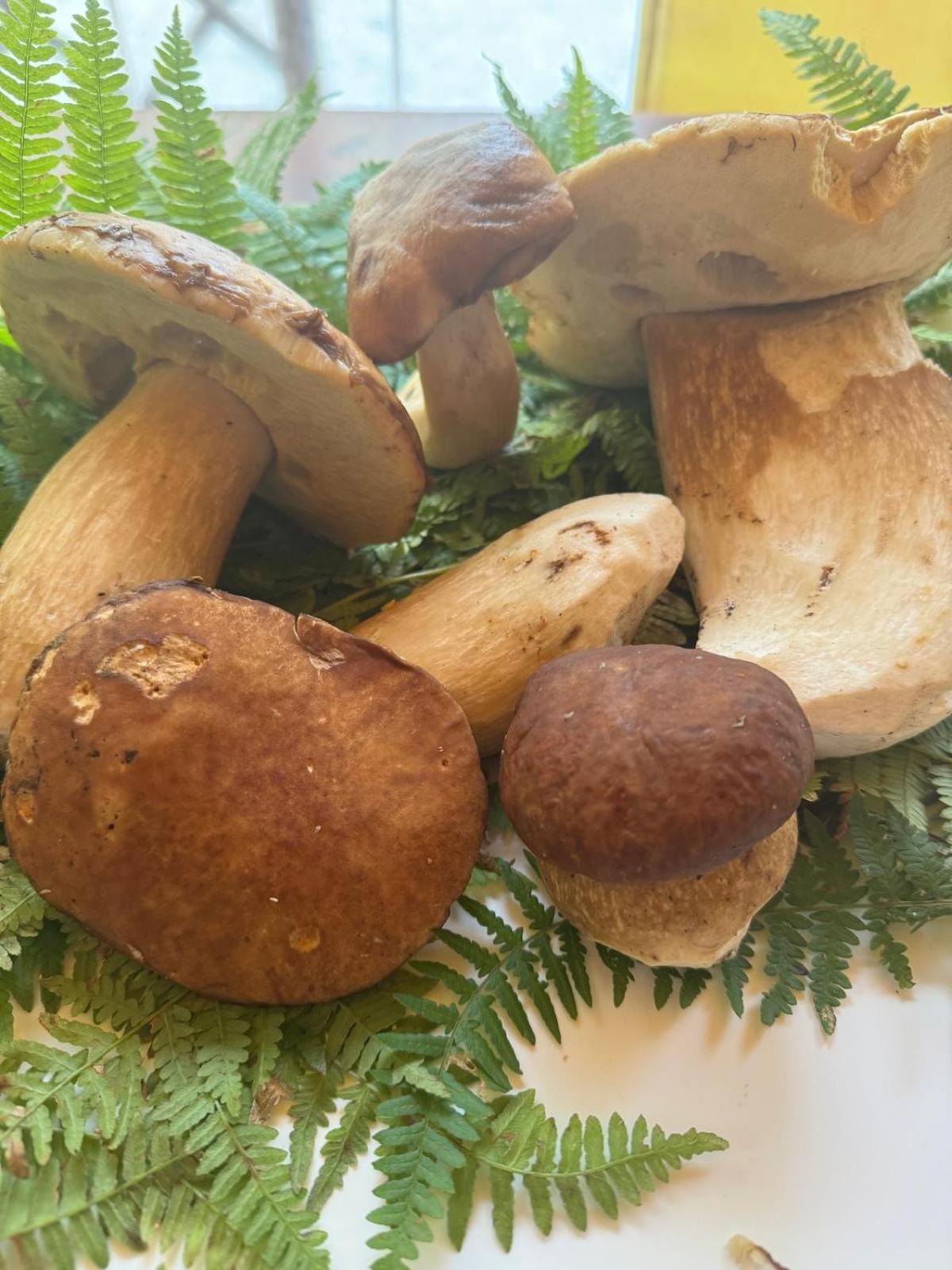 Agriturismo Da Nonna Argia Massa e Cozzile المظهر الخارجي الصورة